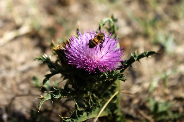 Comment établir un programme de sensibilisation à l'importance des insectes pollinisateurs dans les zones urbaines ?