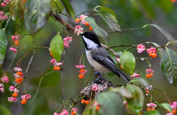 Quels conseils pour une carrière en éducation environnementale ?